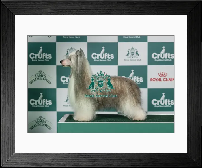 Framed Print : Chinese Crested Best of Breed Crufts 2026 Framed Print : Chinese Crested Best of Breed Crufts 2026