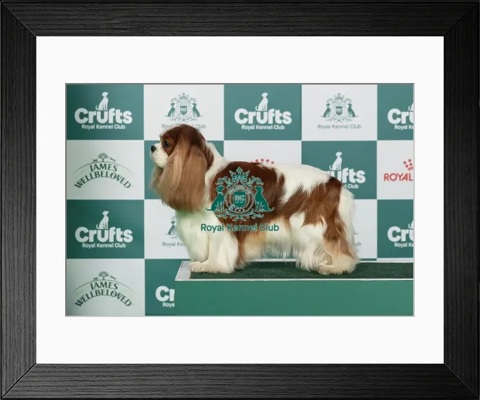 Framed Print : Cavalier King Charles Spaniel Best of Breed Crufts 2026 Framed Print : Cavalier King Charles Spaniel Best of Breed Crufts 2026