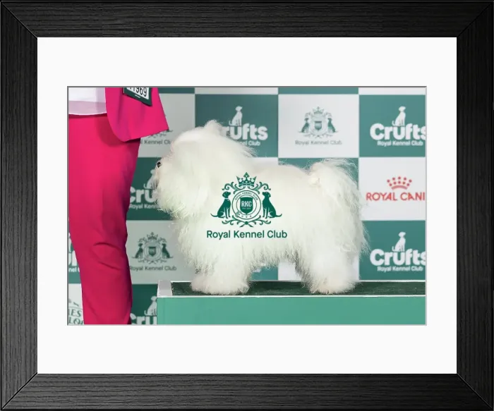 Framed Print : Bolognese Best of Breed Crufts 2026 Framed Print : Bolognese Best of Breed Crufts 2026