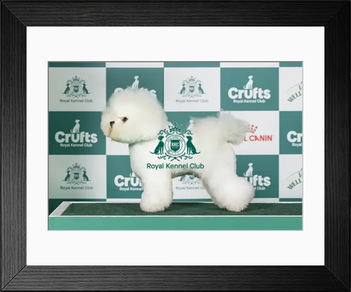 Framed Print : Bichon Frise Best of Breed Crufts 2026 Framed Print : Bichon Frise Best of Breed Crufts 2026