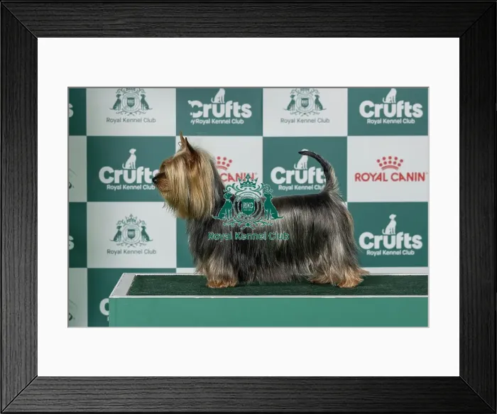 Framed Print : Australian Silky TerrierBest of Breed Crufts 2026 Framed Print : Australian Silky TerrierBest of Breed Crufts 2026