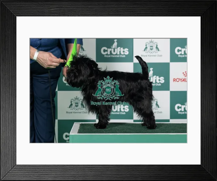 Framed Print : Affenpinscher Best of Breed Crufts 2026 Framed Print : Affenpinscher Best of Breed Crufts 2026