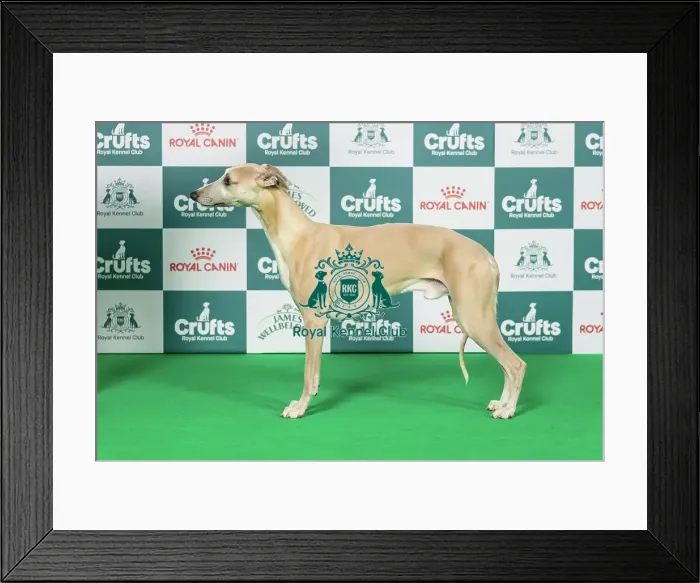 Framed Print : Whippet Best of Breed Crufts 2026 Framed Print : Whippet Best of Breed Crufts 2026