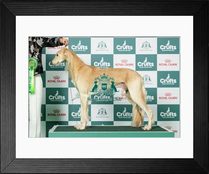 Framed Print : Saluki Best of Breed Crufts 2026 Framed Print : Saluki Best of Breed Crufts 2026