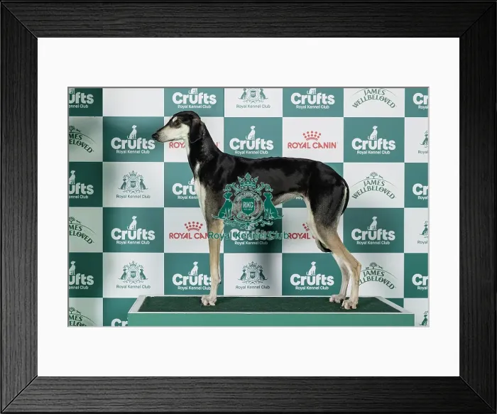 Framed Print : Sloughi Best of Breed Crufts 2026 Framed Print : Sloughi Best of Breed Crufts 2026