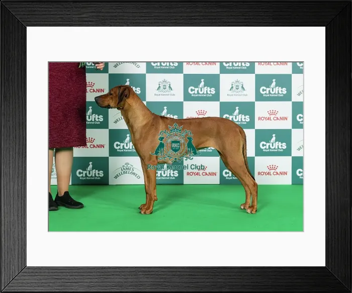 Framed Print : Rhodesian Ridgeback Best of Breed Crufts 2026