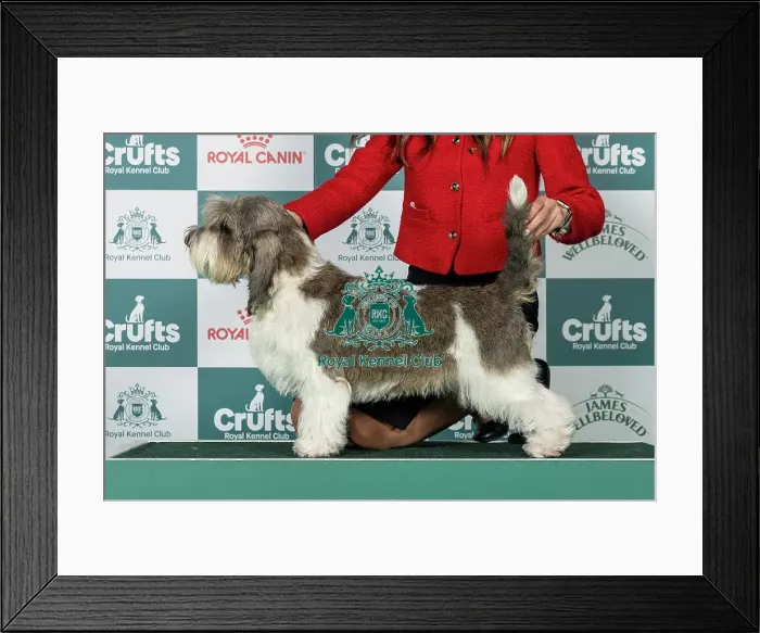 Framed Print : Basset Griffon Vendeen (Petit) Best of Breed Crufts 2026
