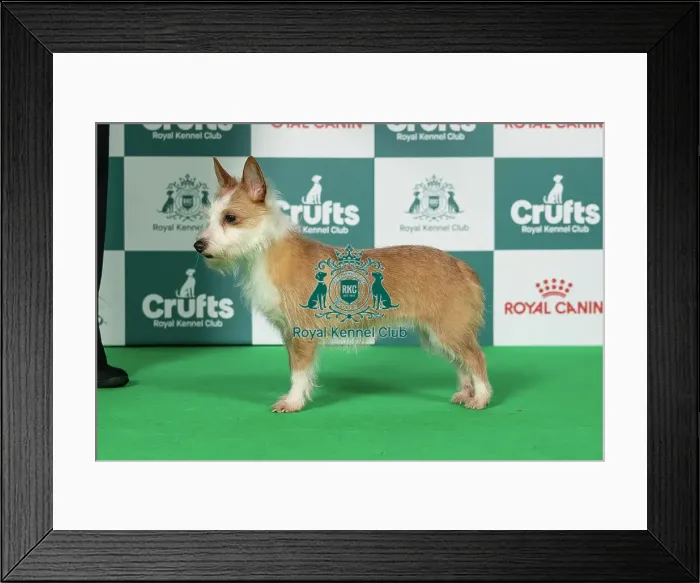 Framed Print : Portuguese Podengo (Warren Hound) Best of Breed Crufts 2026 Framed Print : Portuguese Podengo (Warren Hound) Best of Breed Crufts 2026