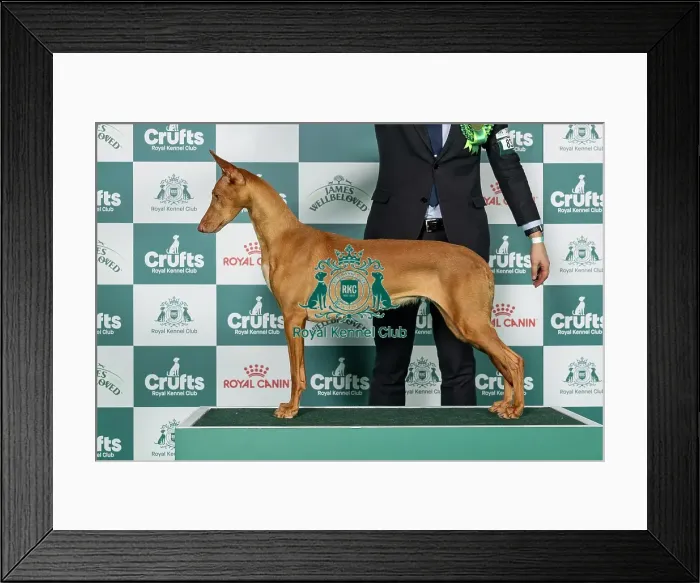 Framed Print : Pharaoh Hound Best of Breed Crufts 2026 Framed Print : Pharaoh Hound Best of Breed Crufts 2026