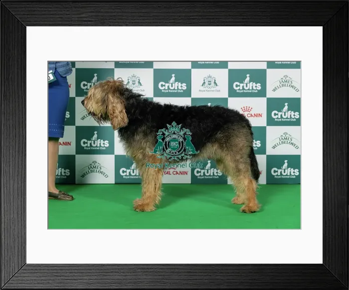 Framed Print : Otterhound Best of Breed Crufts 2026 Framed Print : Otterhound Best of Breed Crufts 2026