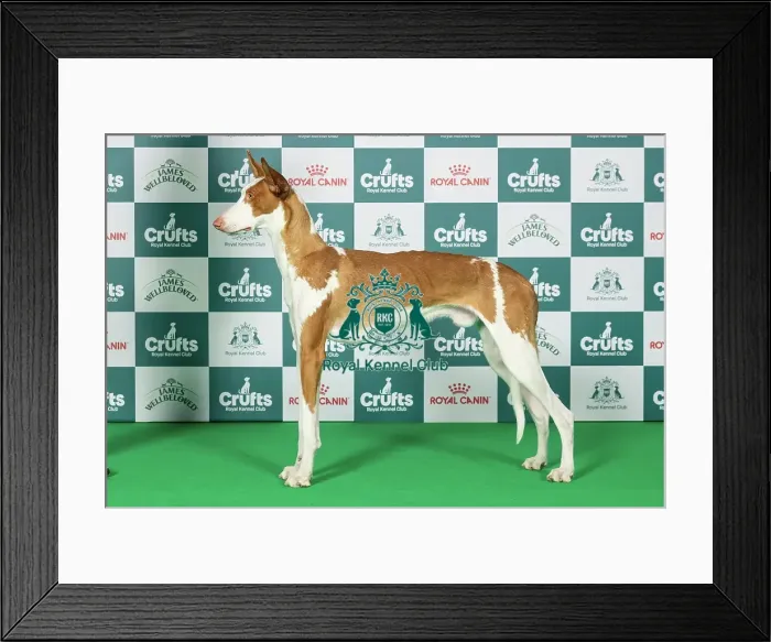 Framed Print : Ibizan Hound Best of Breed Crufts 2026 Framed Print : Ibizan Hound Best of Breed Crufts 2026