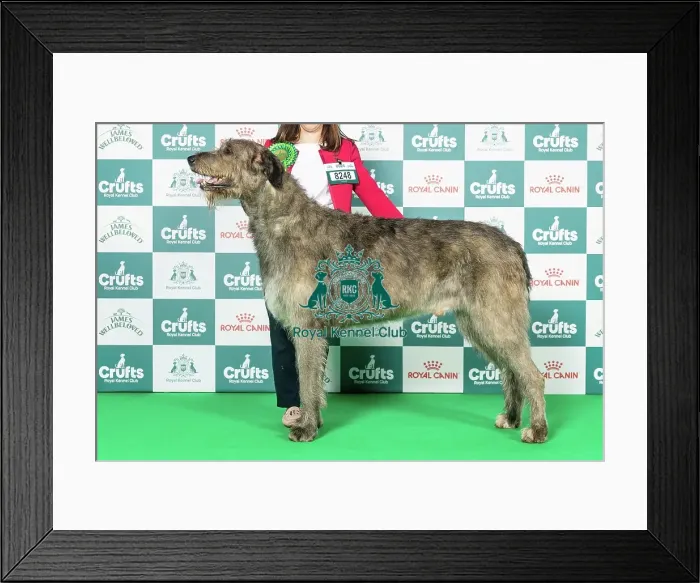 Framed Print : Irish Wolfhound Best of Breed Crufts 2026 Framed Print : Irish Wolfhound Best of Breed Crufts 2026
