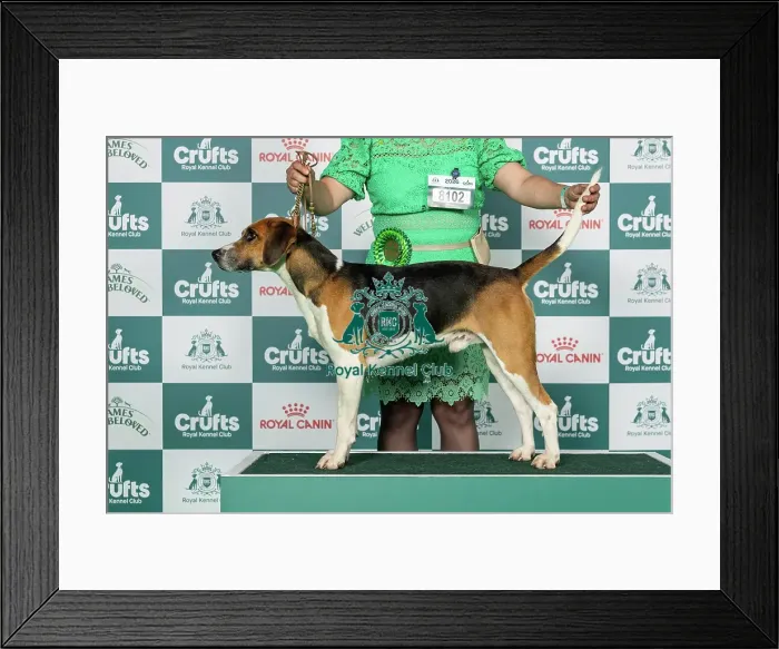 Framed Print : Harrier Best of Breed Crufts 2026 Framed Print : Harrier Best of Breed Crufts 2026