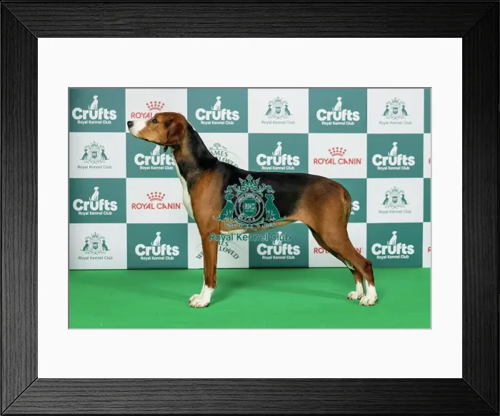 Framed Print : Hamiltonstovare Best of Breed Crufts 2026 Framed Print : Hamiltonstovare Best of Breed Crufts 2026