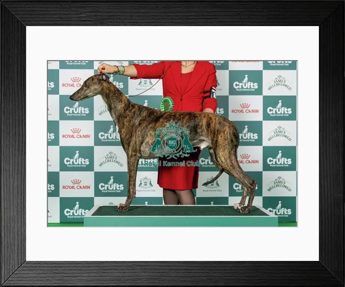 Framed Print : Greyhound Best of Breed Crufts 2026 Framed Print : Greyhound Best of Breed Crufts 2026