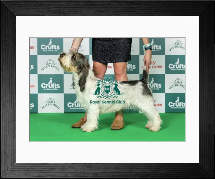Framed Print : Basset Griffon Vendeen (Grand) Best of Breed Crufts 2026