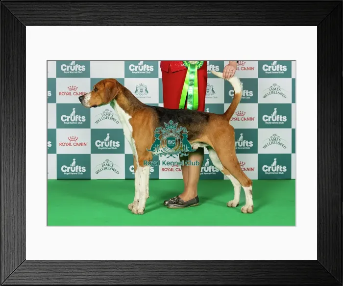 Framed Print : Foxhound Best of Breed Crufts 2026 Framed Print : Foxhound Best of Breed Crufts 2026