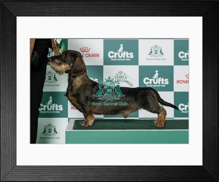 Framed Print : Dachshund (Wire-Haired) Best of Breed Crufts 2026 Covellyn's Cecil at Silvae (Imp Che) (Mr D C & Mrs K D McCalmont) Framed Print : Dachshund (Wire-Haired) Best of Breed Crufts 2026 Covellyn's Cecil at Silvae (Imp Che) (Mr D C & Mrs K D McCalmont)