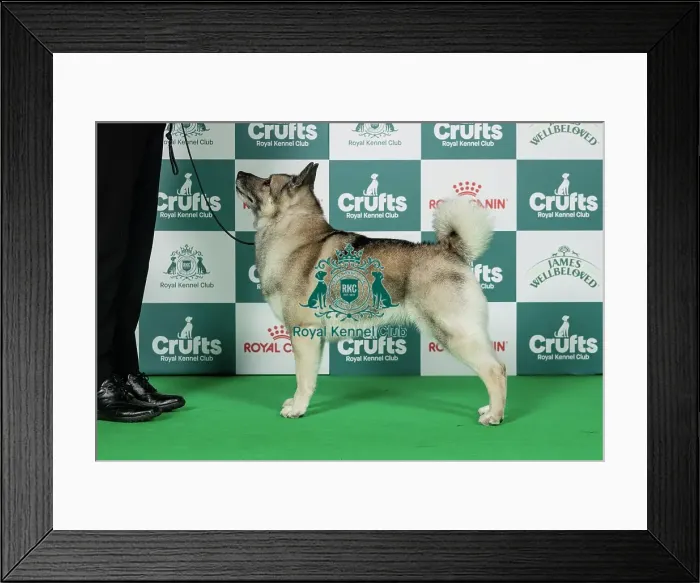 Framed Print : Norwegian Elkhound Best of Breed Crufts 2026 Ch / Am Ch Kamgaard Klementina (Imp Usa) (Mss & Ms M Simmonds & Mott) Framed Print : Norwegian Elkhound Best of Breed Crufts 2026 Ch / Am Ch Kamgaard Klementina (Imp Usa) (Mss & Ms M Simmonds & Mott)