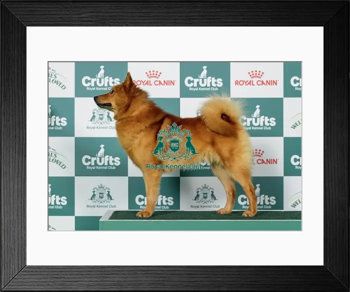Framed Print : Finnish Spitz Best of Breed Crufts 2026 Framed Print : Finnish Spitz Best of Breed Crufts 2026