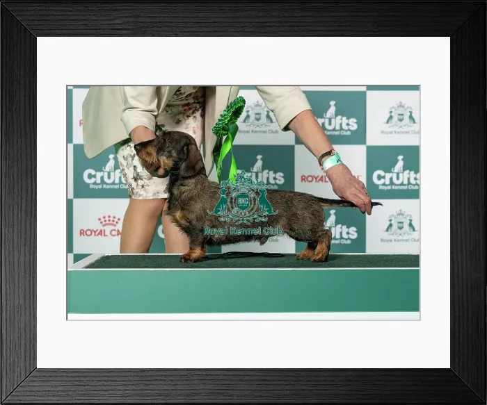 Framed Print : Dachshund (Min Wire-Haired) Best of Breed Crufts 2026 Framed Print : Dachshund (Min Wire-Haired) Best of Breed Crufts 2026