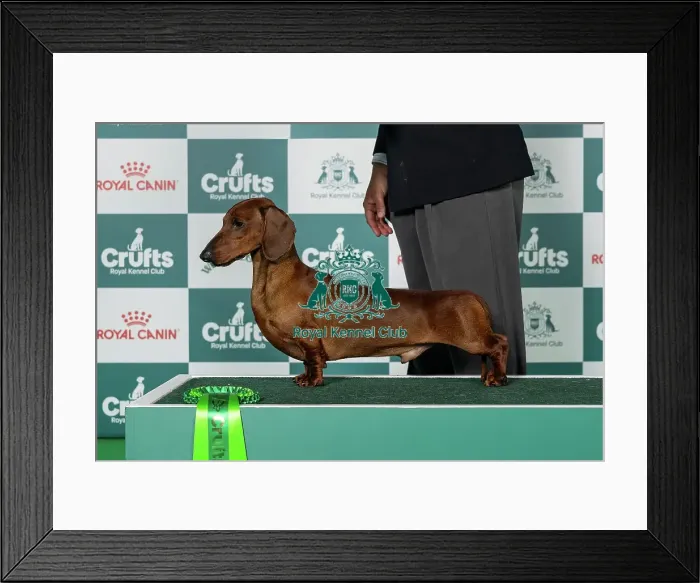Framed Print : Dachshund (Smooth-Haired) Best of Breed Crufts 2026 Framed Print : Dachshund (Smooth-Haired) Best of Breed Crufts 2026