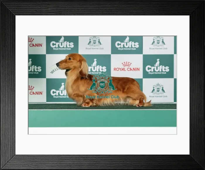 Framed Print : Dachshund (Min Long-Haired) Framed Print : Dachshund (Min Long-Haired)