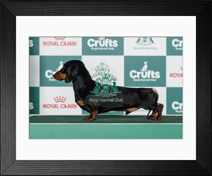 Framed Print : Dachshund (Min Smooth-Haired) Best of Breed Crufts 2026