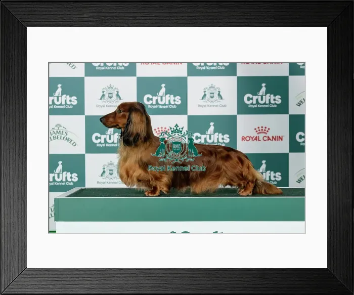 Framed Print : Dachshund (Long-Haired) Best of Breed Crufts 2026 Framed Print : Dachshund (Long-Haired) Best of Breed Crufts 2026