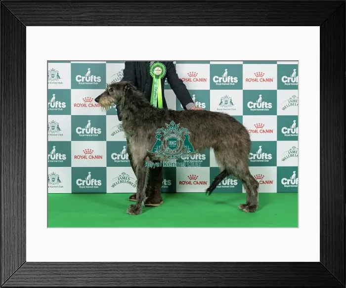 Framed Print : Deerhound Best of Breed Crufts 2026 Framed Print : Deerhound Best of Breed Crufts 2026
