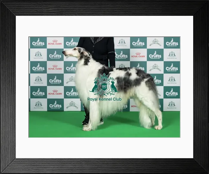 Framed Print : Borzoi Best of Breed Crufts 2026 Framed Print : Borzoi Best of Breed Crufts 2026
