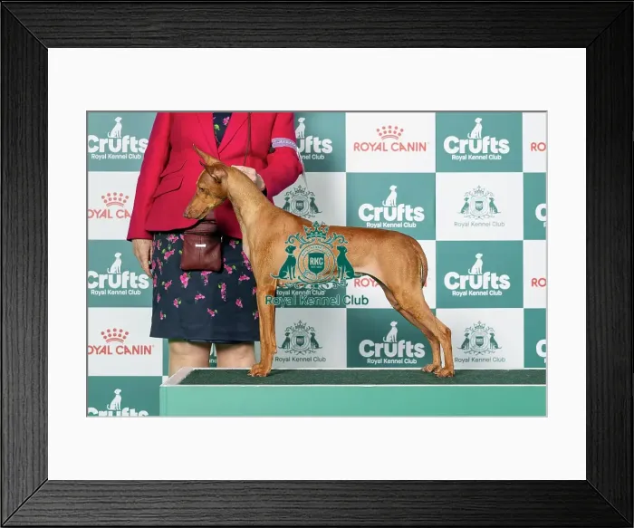 Framed Print : Cirneco Dell'etna Best of Breed Crufts 2026 Cirneco Dell'etna Best of Breed Crufts 2026 Framed Print : Cirneco Dell'etna Best of Breed Crufts 2026 Cirneco Dell'etna Best of Breed Crufts 2026