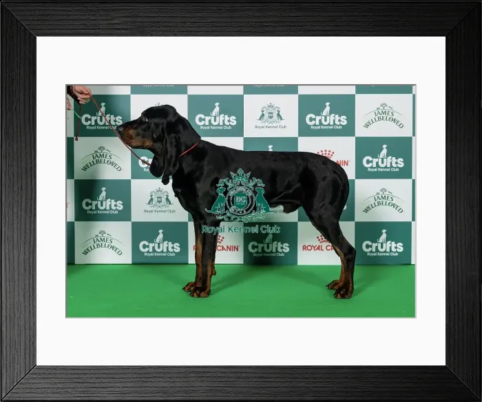 Framed Print : Black and Tan Coonhound Best of Breed Crufts 2026 Framed Print : Black and Tan Coonhound Best of Breed Crufts 2026