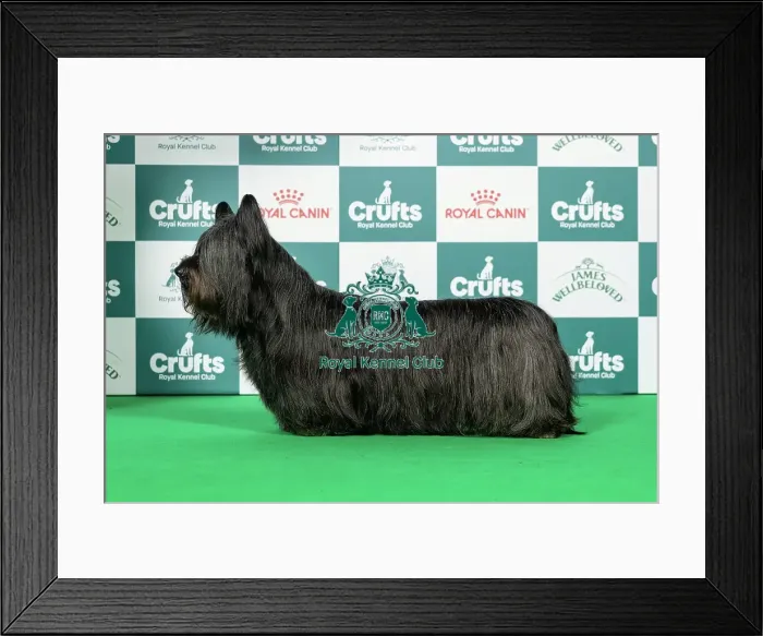 Framed Print : Skye Terrier Best of Breed Crufts 2026 Framed Print : Skye Terrier Best of Breed Crufts 2026