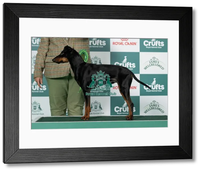Framed Print : Manchester Terrier Best of Breed Crufts 2026 Framed Print : Manchester Terrier Best of Breed Crufts 2026