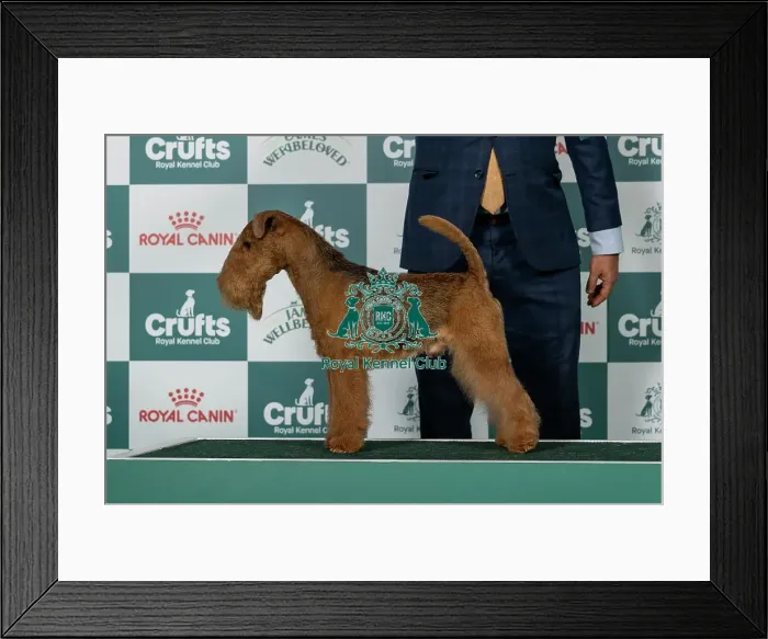 Framed Print : Lakeland Terrier Best of Breed Crufts 2026 It Ch Under Pressure Foxhouse (Imp Mlt)