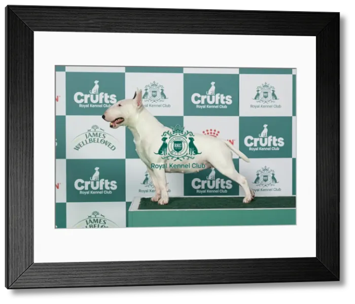 Framed Print : Bull Terrier (Miniature) Best of Breed Crufts 2026 Framed Print : Bull Terrier (Miniature) Best of Breed Crufts 2026
