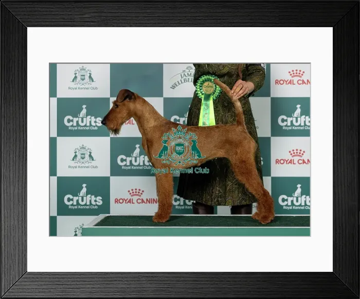 Framed Print : Irish Terrier Best of Breed Crufts 2026 Framed Print : Irish Terrier Best of Breed Crufts 2026
