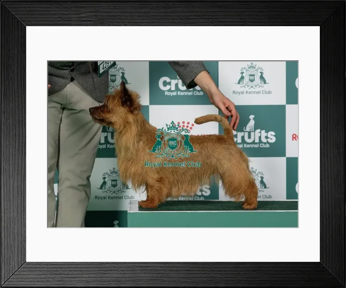 Framed Print : Australian Terrier Best of Breed Crufts 2026 Framed Print : Australian Terrier Best of Breed Crufts 2026