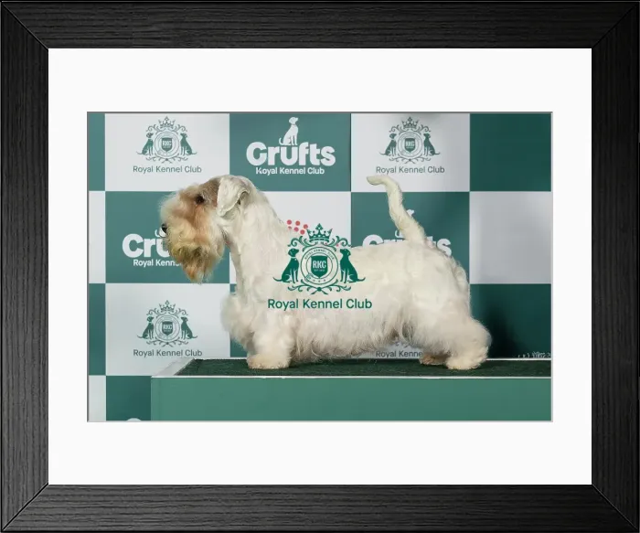 Framed Print : Sealyham Terrier Best of Breed Crufts 2026 Framed Print : Sealyham Terrier Best of Breed Crufts 2026