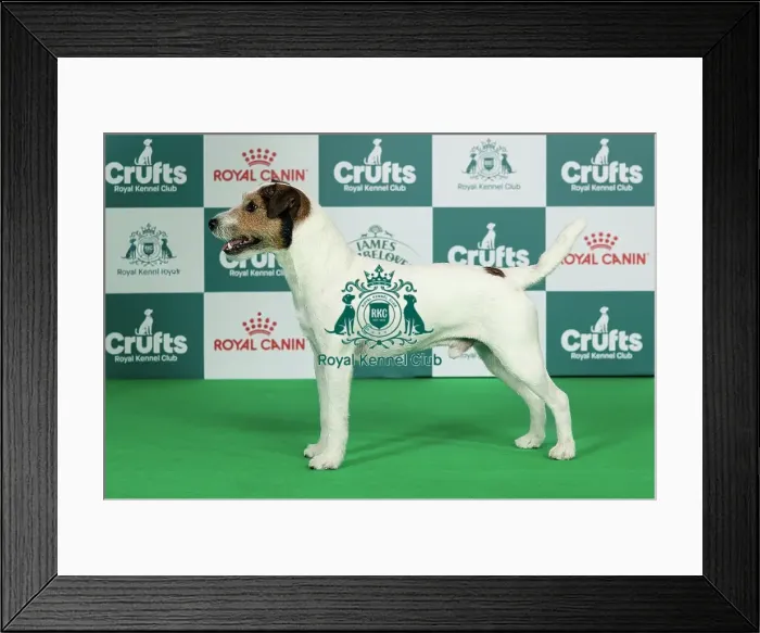 Framed Print : Parson Russell Terrier Best of Breed Crufts 2026 Framed Print : Parson Russell Terrier Best of Breed Crufts 2026
