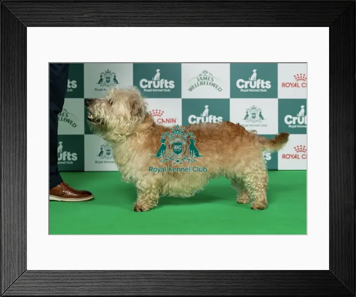 Framed Print : Glen Of Imaal Terrier Best of Breed Crufts 2026 Framed Print : Glen Of Imaal Terrier Best of Breed Crufts 2026
