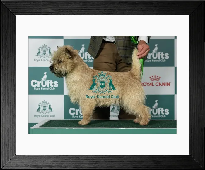 Framed Print : Cairn Terrier Best of Breed Crufts 2026 Framed Print : Cairn Terrier Best of Breed Crufts 2026
