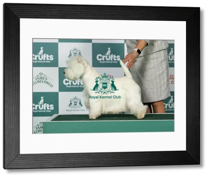 Framed Print : West Highland White Terrier Best of Breed Crufts 2026 Forest Sprite Whisper Dusk via Vivolunar (Imp Pol) Framed Print : West Highland White Terrier Best of Breed Crufts 2026 Forest Sprite Whisper Dusk via Vivolunar (Imp Pol)