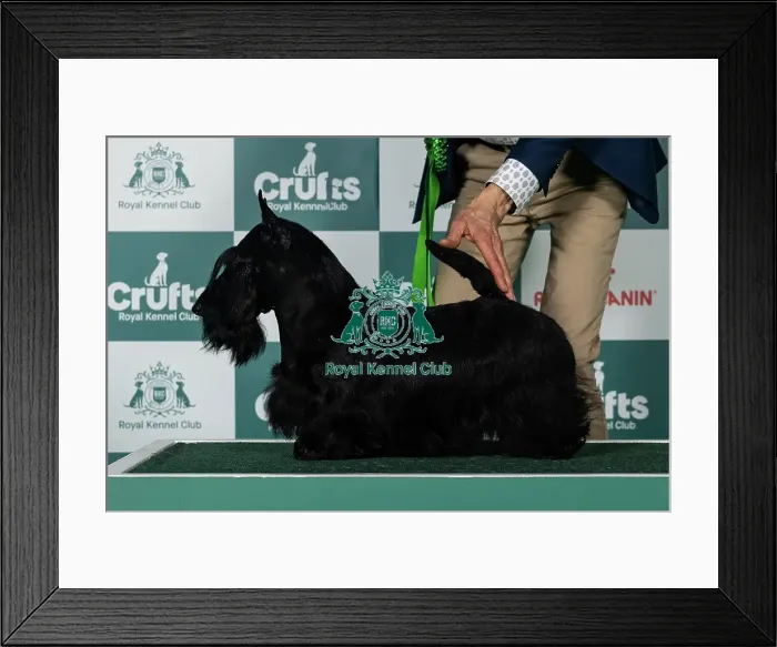 Framed Print : Scottish Terrier Best of Breed Crufts 2026 Framed Print : Scottish Terrier Best of Breed Crufts 2026