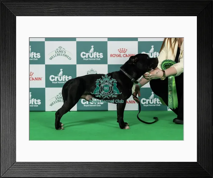Framed Print : Staffordshire Bull Terrier Best of Breed Crufts 2026 Framed Print : Staffordshire Bull Terrier Best of Breed Crufts 2026