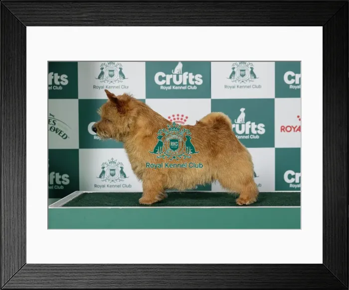 Framed Print : Norwich Terrier Best of Breed Crufts 2026 Framed Print : Norwich Terrier Best of Breed Crufts 2026