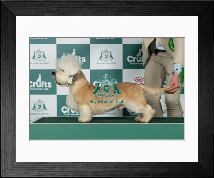 Framed Print : Dandie Dinmont Terrier Best of Breed Crufts 2026 Framed Print : Dandie Dinmont Terrier Best of Breed Crufts 2026