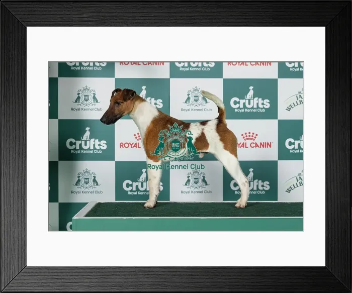 Framed Print : Fox Terrier (Smooth) Best of Breed Crufts 2026 Framed Print : Fox Terrier (Smooth) Best of Breed Crufts 2026