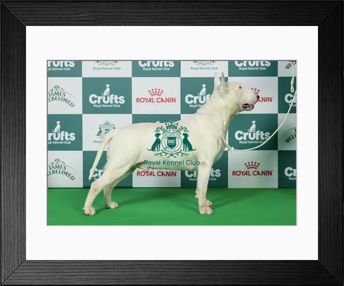Framed Print : Bull Terrier Best of Breed Crufts 2026 Framed Print : Bull Terrier Best of Breed Crufts 2026